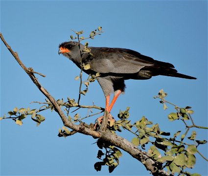Birding In Ethioia, Dark Chanting Goshawk