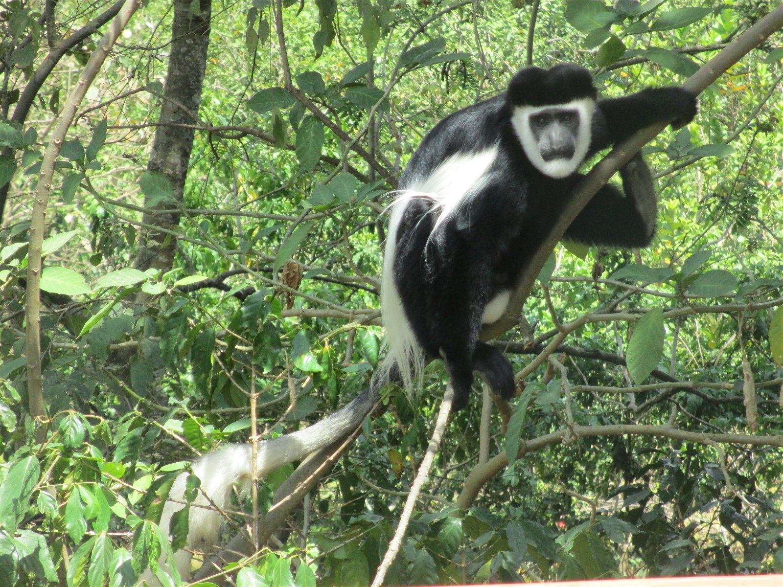 Menagesha Suba National Park