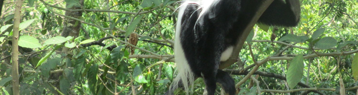 Menagesha Suba National Park