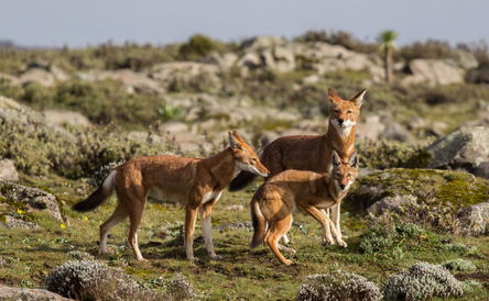 Game Drive in Ethiopian National Parks