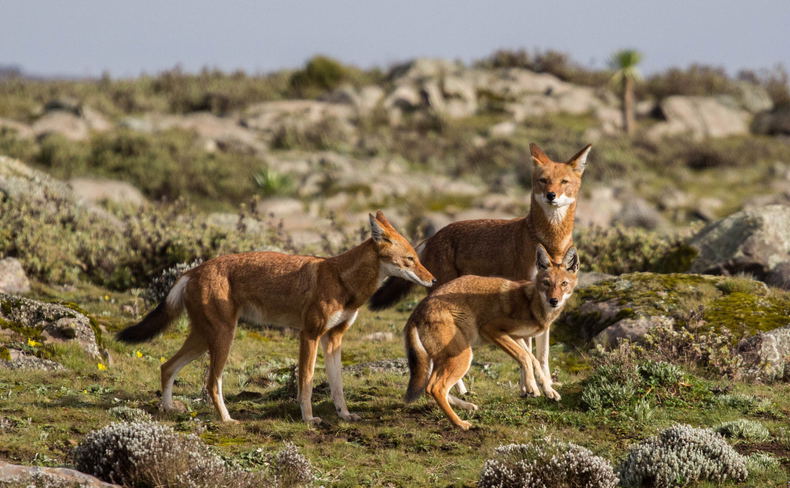 Abyssinian/Ethiopian Wolf, Red Jackal (Endemic) Abyssinian/Ethiopian Wolf, Red Jackal (Endemic)