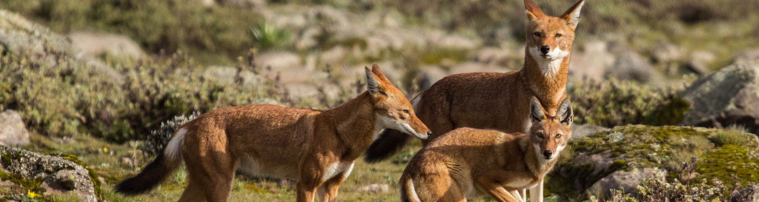Abyssinian/Ethiopian Wolf, Red Jackal (Endemic)