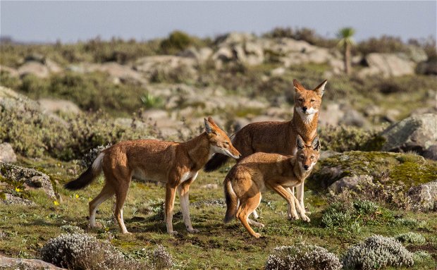 Abyssinian/Ethiopian Wolf, Red Jackal (Endemic)