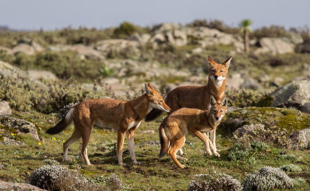 Abyssinian/Ethiopian Wolf, Red Jackal (Endemic) Abyssinian/Ethiopian Wolf, Red Jackal (Endemic)