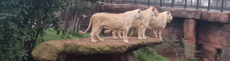 Unity Park White Lions