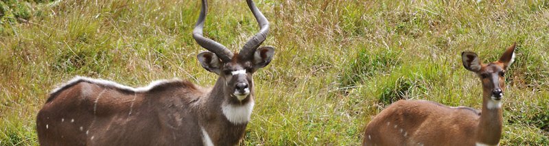 MOUNTAIN NYALA