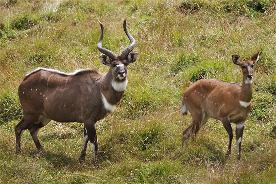 MOUNTAIN NYALA