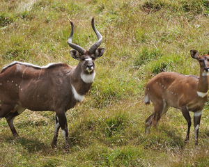 Bale Mountains Trekking & Wildlife Adventure in Ethiopia(10 Days)