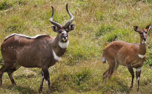 Mountain Nyala-Endemic to Ethiopia-Bale Mountain National Park