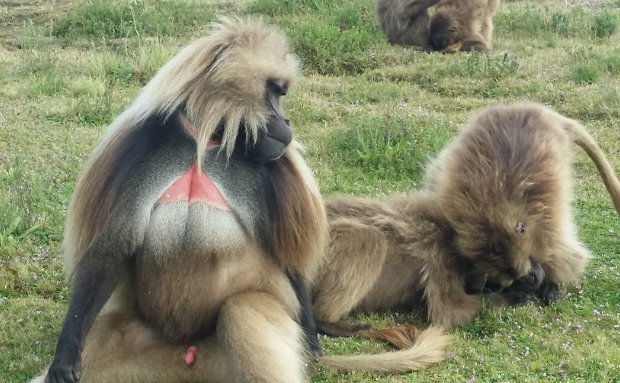 Gelada Baboon at Simien Park: Endemic to Ethiopia