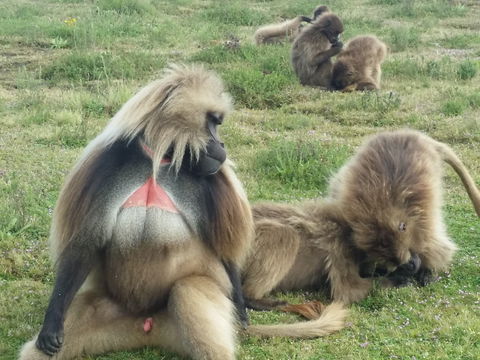 Gelada Baboon at Simien Park: Endemic to Ethiopia