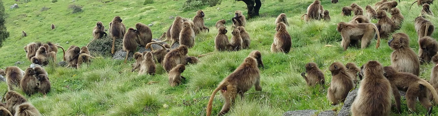 THE GELADA BABOON- "THE BLEEDING-HEART MONEY"