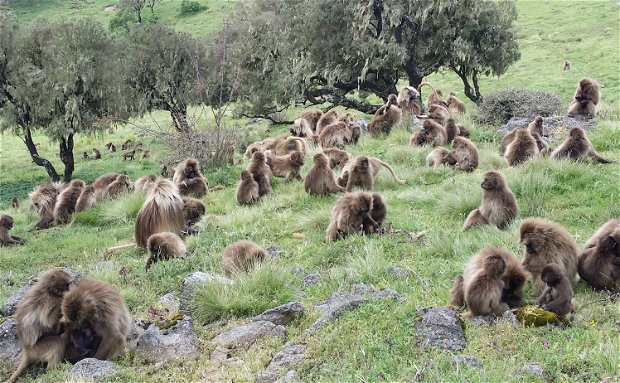 Gelada Baboon-Endemic to Ethiopia-Simien Mountain National Park Gelada Baboon-Endemic to Ethiopia-Simien Mountain National Park