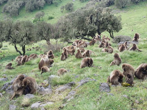 Gelada Baboon-Endemic to Ethiopia-Simien Mountain National Park