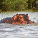 Hippopotamus found in chamo Lake in ArbaMinch