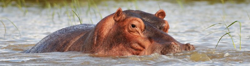 Hippopotamus found in chamo Lake in ArbaMinch