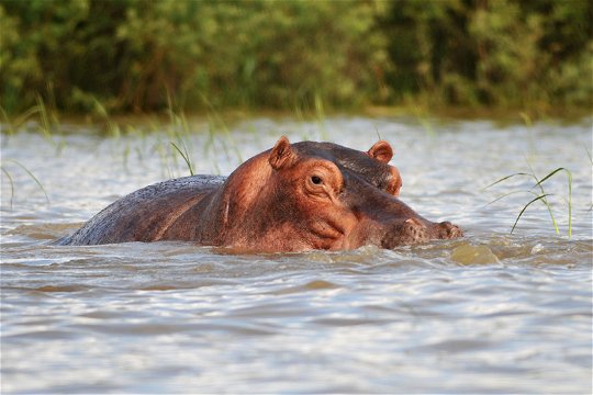 Hippopotamus found in chamo Lake in ArbaMinch