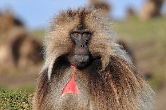 Gelada Baboon-&#39;The Lion Monkey&#39;- Endemic to Ethiopia