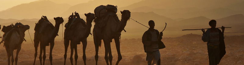 THE CAMEL CARAVANS