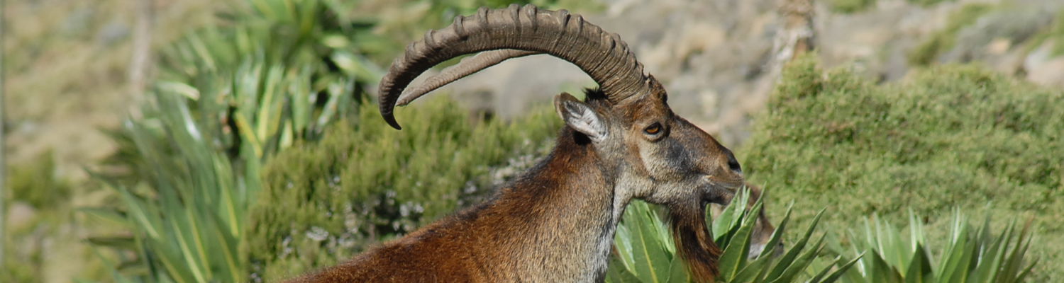 Walia Ibex-Endemic to Ethiopia-Simien Park