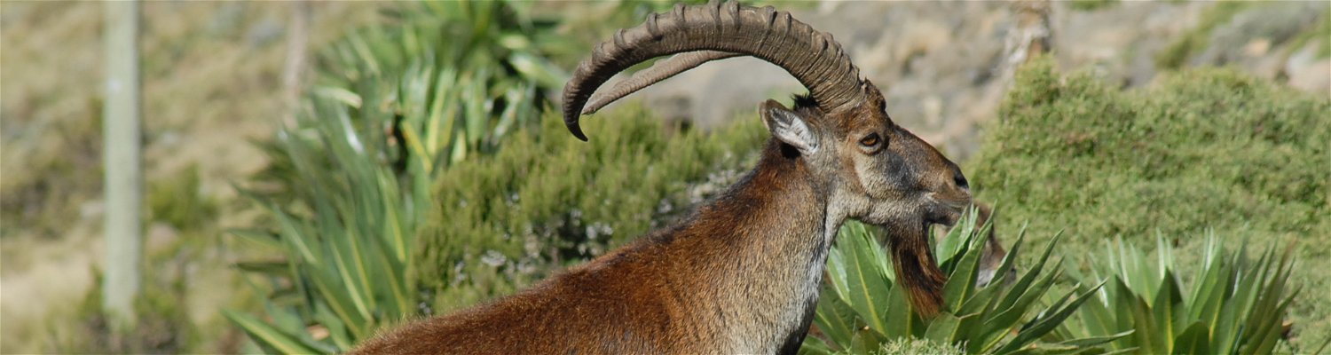 Walia Ibex-Endemic to Ethiopia-Simien Park