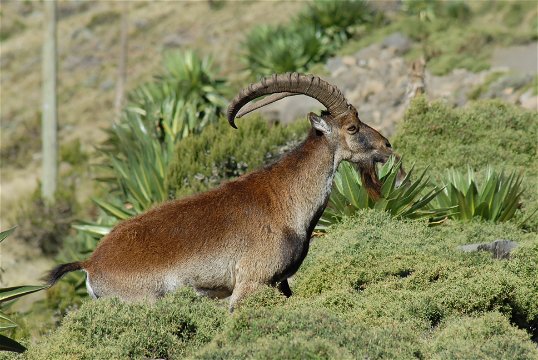 Walia Ibex-Endemic to Ethiopia-Simien Park