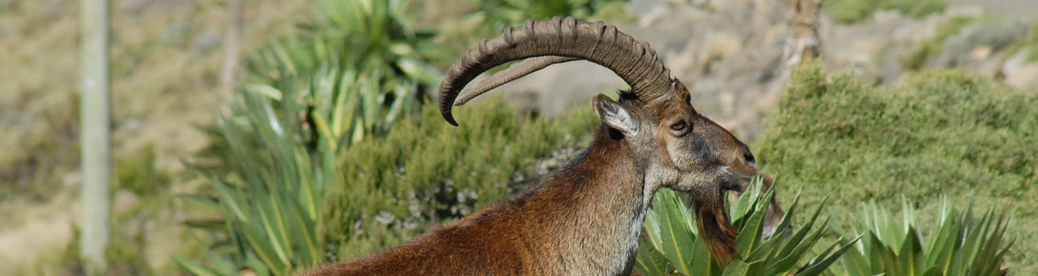 WALIA IBEX- ENDEMIC BOTH TO ETHIOPIA AND TO THE PARK