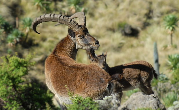 Walia Ibex