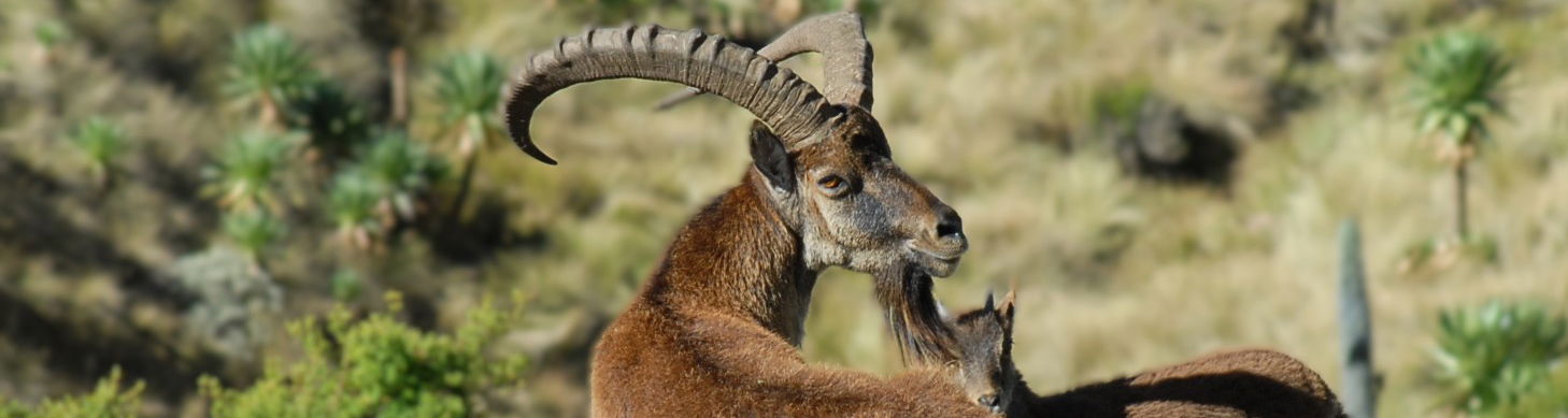 Walia Ibex