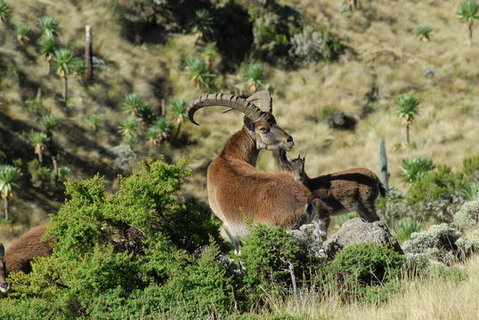 Authentic Ethiopia Tours-20+ years professional Tour operation Service in offering personalized and custom made tours in Ethiopia.