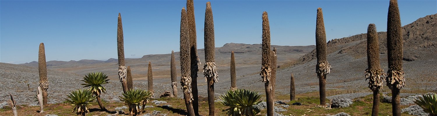Giant Lobelia-Endemic to Ethiopia High land area.