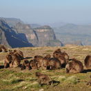 Simien mountain national park; Breath taking views and home for an Gelada Baboon