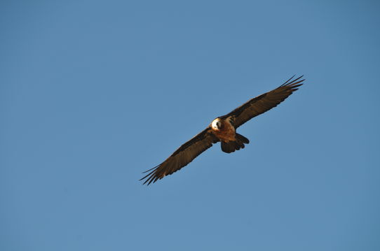 Lammergyer-Simien Park-Ethiopia