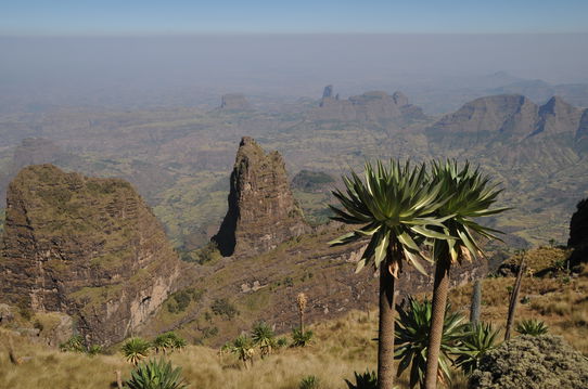 Simien Mountain-Unesco's world Heritage in Ethiopia is famouse by its breath taking landscape.  Simien Park is home of 3 endemic mammals like Walia Ibex, Simien Fox and Gelada Baboon.  The highest mountain in Ethiopia-Ras Dejen is found in the park boundryThe park is an ideal place for trekkers and hikers.