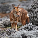 Ethiopian Wolf, Simien Fox is an endemic and rare  animal to Ethiopia which is spotted on your your way to Senate Plataou in Bale Regoion