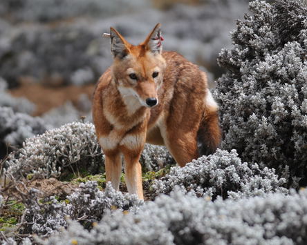 Ethiopia Unveiled: Wildlife Safari Tours