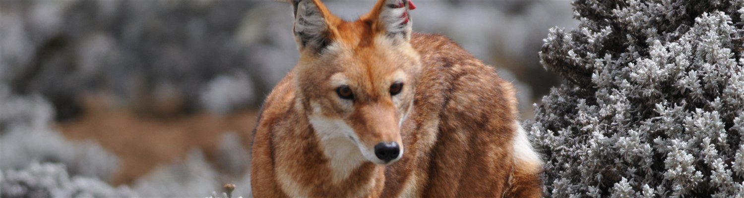 Ethiopian Wolf, Simien Fox is an endemic and rare  animal to Ethiopia which is spotted on your your way to Senate Plataou in Bale Regoion