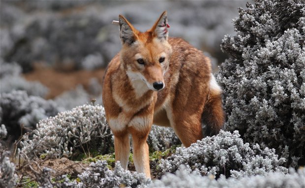 Ethiopian Wolf, Simien Fox is an endemic and rare  animal to Ethiopia which is spotted on your your way to Senate Plataou in Bale Regoion