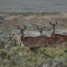 Mountain Nyala-Endemic to Ethiopian-Bale Park