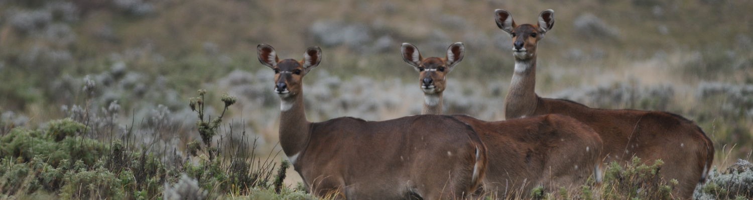 Mountain Nyala-Endemic to Ethiopian-Bale Park