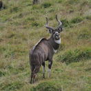 Mountain Nyala, endemic to Ethiopia and found in Bale Mountain National Park.