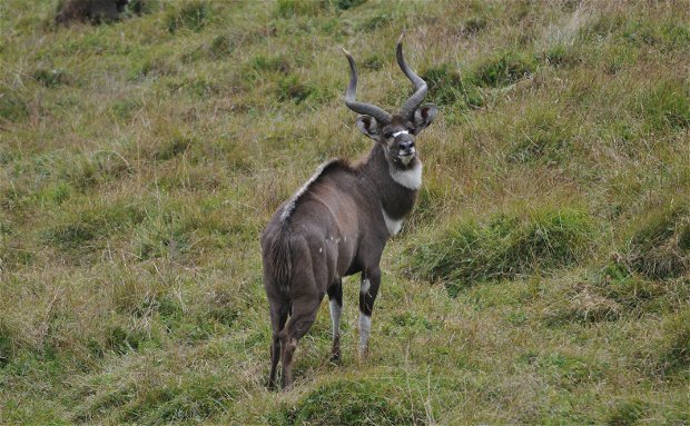 Mountain Nyala, endemic to Ethiopia and found in Bale Mountain National Park. Mountain Nyala, endemic to Ethiopia and found in Bale Mountain National Park.