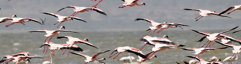 Flamingos at Abijata Lake