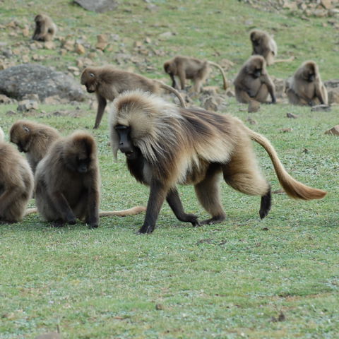 The Gelada Baboon (Theropithecus gelada), found only in Ethiopia’s Ethiopian Highlands, is known for its striking red chest patch and fascinating social behavior. These unique primates primarily graze on grass, making them a remarkable species to observe. Commonly spotted in Simien Mountains National Park and Bale Mountains, the Gelada Baboon offers an unforgettable experience for wildlife enthusiasts and travelers on Ethiopia safari Authentic Ethiopia Tours.