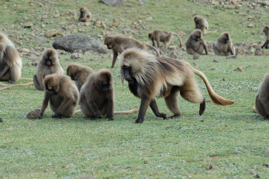 The Gelada Baboon (Theropithecus gelada), found only in Ethiopia’s Ethiopian Highlands, is known for its striking red chest patch and fascinating social behavior. These unique primates primarily graze on grass, making them a remarkable species to observe. Commonly spotted in Simien Mountains National Park and Bale Mountains, the Gelada Baboon offers an unforgettable experience for wildlife enthusiasts and travelers on Ethiopia safari Authentic Ethiopia Tours.