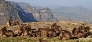 Our best seller! Historic Route, Simien Park and Omo Combo