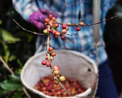 Explore the Coffee Route of Western Ethiopia