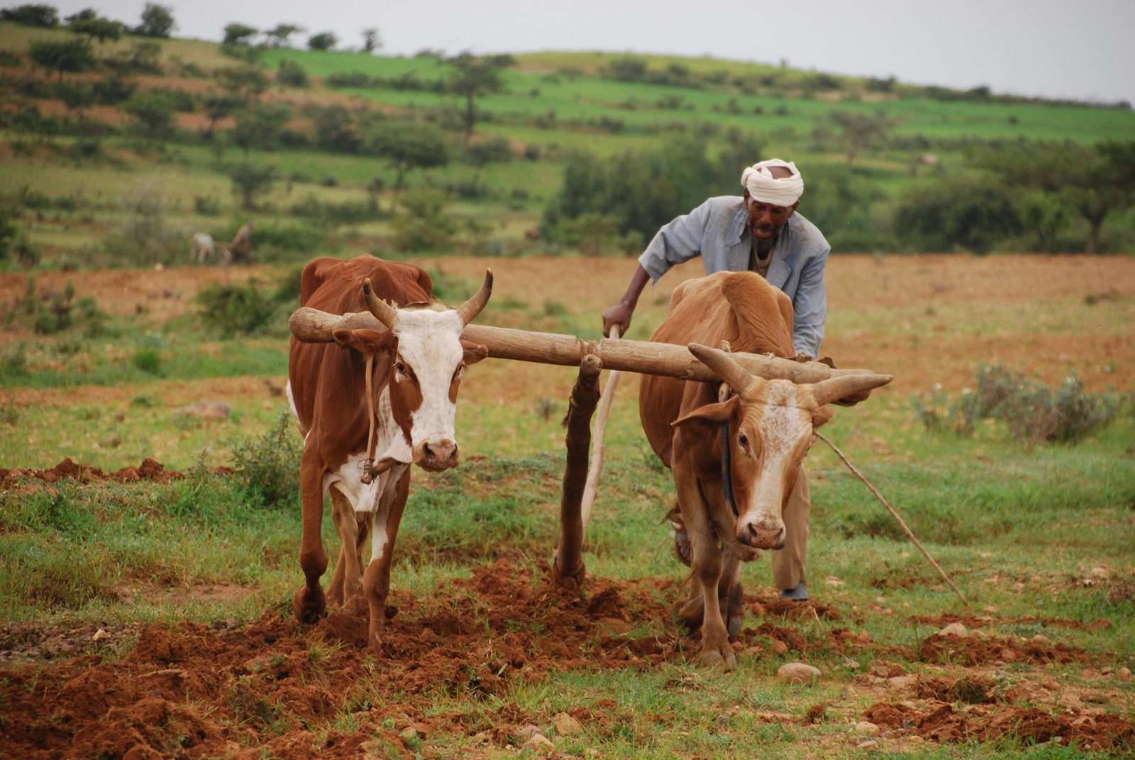 Rural Heritage