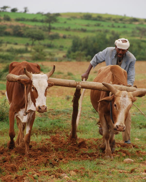 Rural Heritage: Ethiopia Explorer Tour
