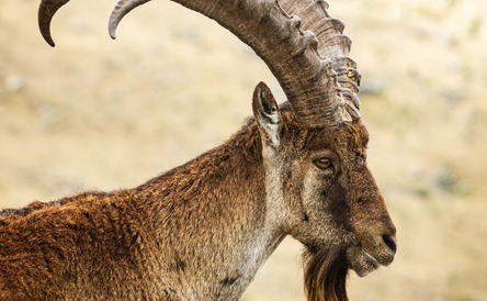 Simien Mountain Trekking